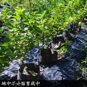 ＜すだ農園＞2年生 苗木 ◇暖地さくらんぼ [地中ポット苗 2024年] ※2025年12月上旬～2026年5月下旬頃に順次発送 ※北海道・沖縄・離島への配送不可