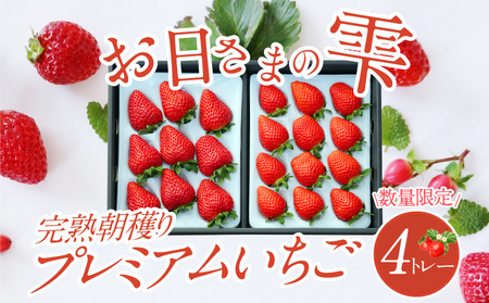 数量限定！お日さまの雫 完熟朝穫りプレミアムいちご　４トレー