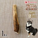 【ふるさと納税】犬用「鹿の角」Mサイズ×1本[53-1348] 北海道 浦河 ふるさと納税 鹿の角 鹿 犬用 ワンちゃん おもちゃ 玩具 デンタルケア 送料無料