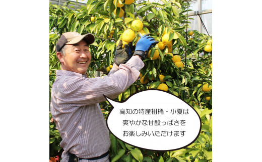 ＜先行予約＞甘熟とさ小夏 約5kg S～Lサイズ 特選品 贈答用 果物 柑橘 フルーツ こなつ 小夏 すくも小夏 宿毛小夏 日向夏 ニューサマーオレンジ みかん 高知県 土佐市 お取り寄せ 産地直送 