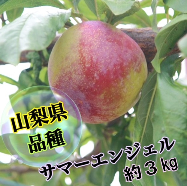 
            ジューシー＆フルーティー大容量【サマーエンジェル】生産者直送【2026年発送】2個入りパック×6パック（ISI）B12-158　【サマーエンジェル すもも 桃 モモ 令和8年発送 期間限定 山梨県産 甲州市 フルーツ 果物】
          