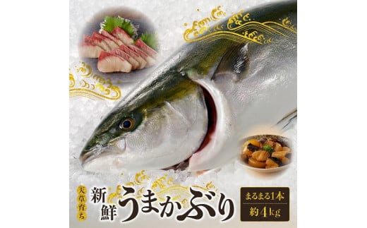 S137-003_【先行受付 天草育ち】活じめ！新鮮うまかぶり　まるまる1本！（内臓処理済）約4kg