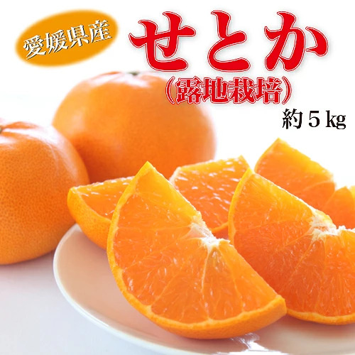 愛媛県産せとか（露地）約5kg 秀品 2L~M サイズ 【高島屋選定品】 【2027年2月中旬頃から順次発送】 | フルーツ 果物 みかん オレンジ 柑橘 せとか 愛媛県 松山市