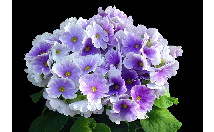 【先行受付11月20日より発送 数量・期間限定】鉢花 定期便 2回(11月・1月) 【鉢花 ふるさと納税 定期便】(H069116)