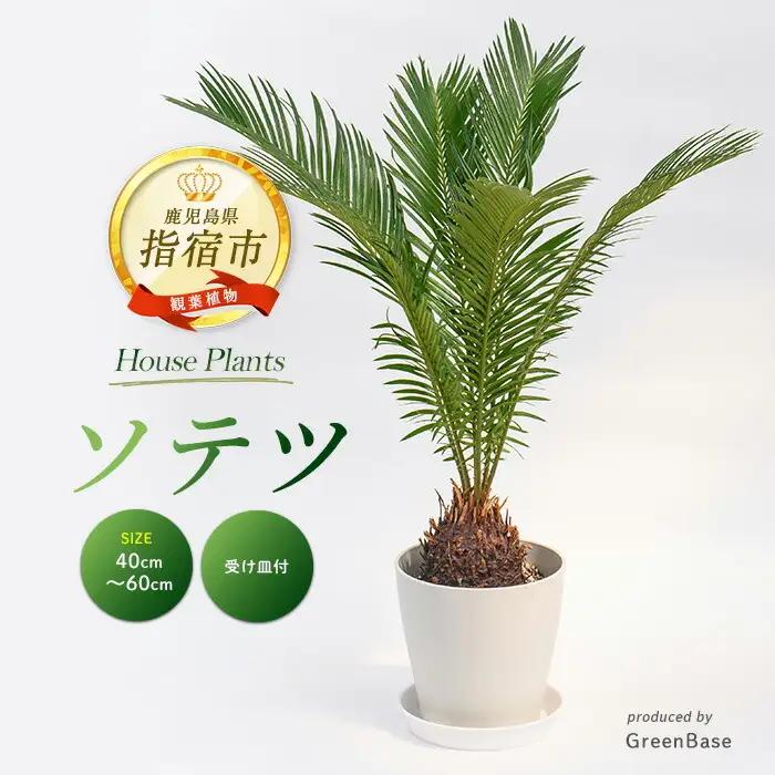 【観葉植物】ソテツ 40cm～60cm (Green Base/IB003-049) 南国鹿児島県で育った 観葉植物