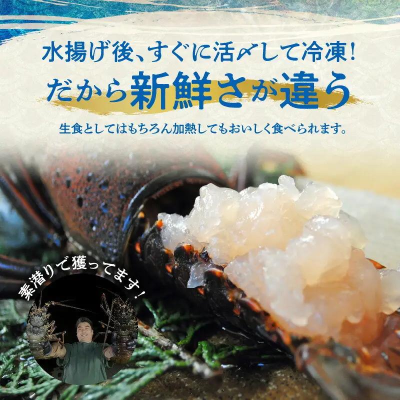 エメラルドブルーの美しい海で獲れた天然伊勢海老500g（1～2尾）！ W057-001u 冷凍 海鮮 エビ