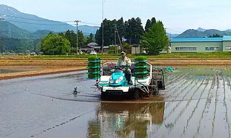 [コシヒカリ] 新潟県三条市の下田産こしひかり 5kg×2 白米 精米 お米 【020S023】