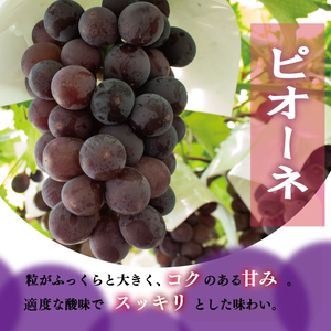 ぶどう ピオーネ 2kg 3～5房 ぶどう ピオーネ