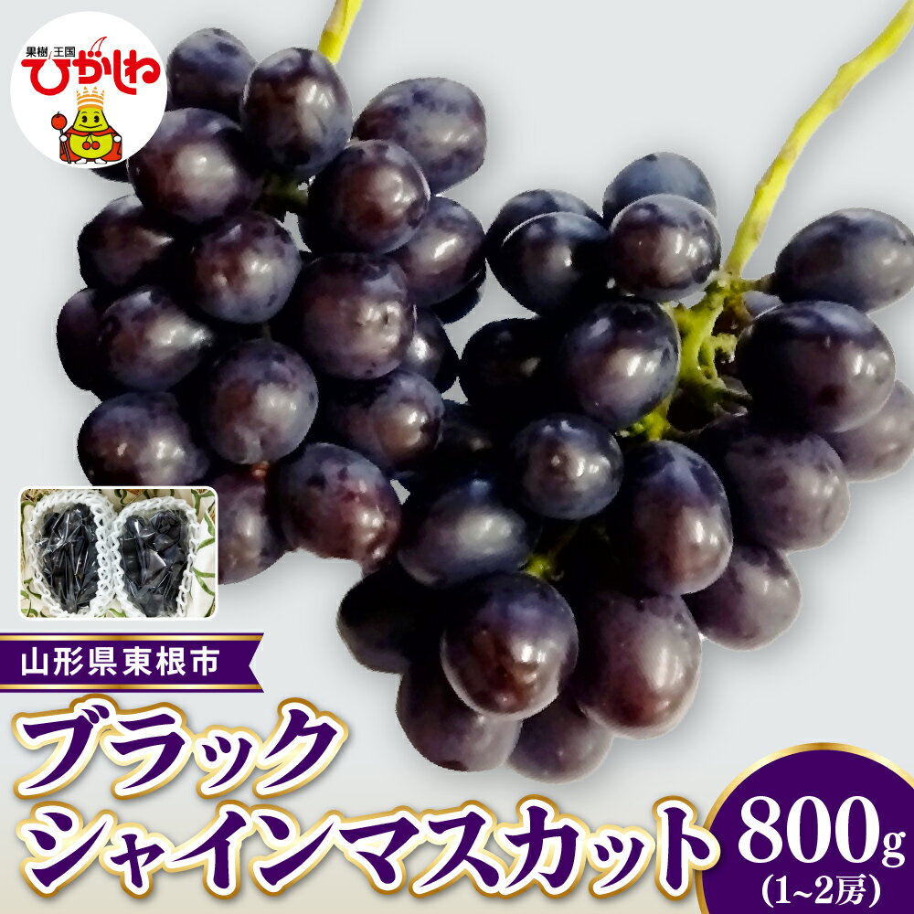 【ふるさと納税】2026年産 先行受付 ブラックシャインマスカット 約800g ( 1～2房 ) 秀品 | ぶどう マスカット シャインマスカットフルーツ 果物 くだもの 産地直送 期間限定 特産品 お取り寄せ グルメ 旬 東北 送料無料 山形県 東根市