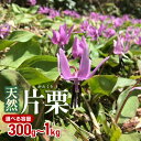 【ふるさと納税】【令和7年産先行予約】天然 片栗（かたくり）　選べる容量 300g・1kg　山菜 わかば屋