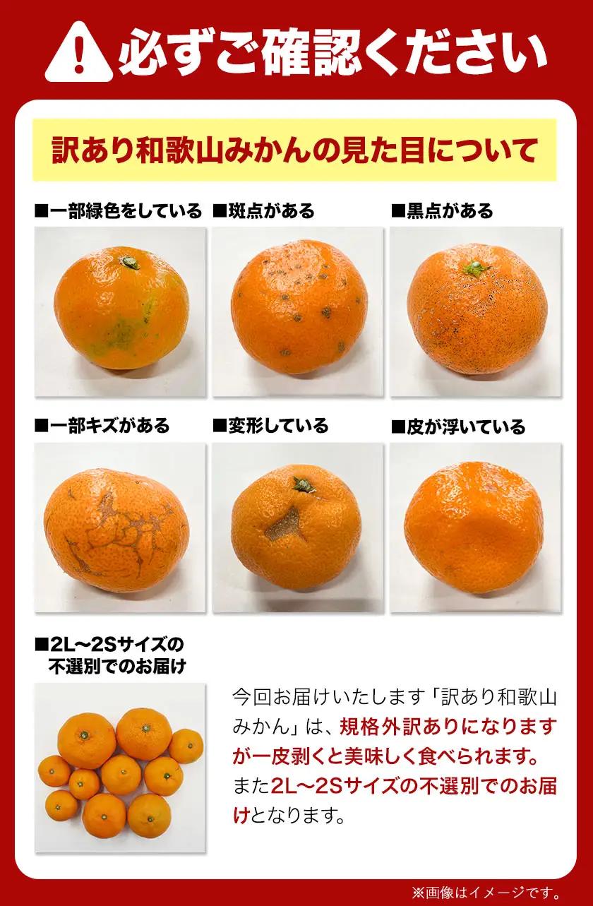 みかん 和歌山みかん 約10kg