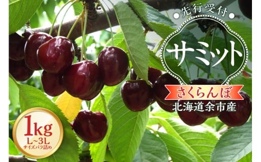 【2026年産 先行予約】＜北海道余市産＞さくらんぼ「サミット」（L～3Lサイズバラ詰め）500ｇ×2パック
