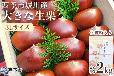 【数量限定・締切9月15日】＜西予市城川産 大きな生栗 3Lサイズ 約2kg（化粧箱入り）＞ 特大 大粒 マロン 焼き栗 栗ご飯 モンブラン 特産品 メニークエスト 愛媛県 西予市【冷蔵】『9月20日以降～9月末頃迄に順次出荷予定』SMQ0011