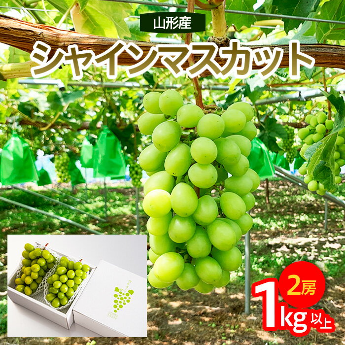 【ふるさと納税】山形市産 シャインマスカット 秀 約1kg以上(2房)[後半] 【令和7年産先行予約】FU23-038 くだもの 果物 フルーツ 山形 山形県 山形市 2025年産