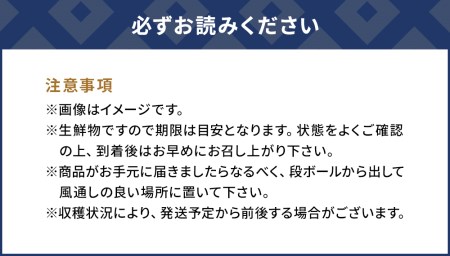 大村農園の極早生みかん おおいた早生 5kg おおいた早生 みかん ミカン オレンジ 柑橘類 大分県産 九州産 津久見市 国産
