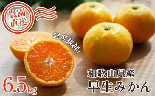 早生みかん 約6.5kg 大小混合 《ご家庭用》 ちょっと訳あり 和歌山県産 農園直送 まごころ産直みかん 【北海道・沖縄県・一部離島 配送不可】混合サイズ ミカン 蜜柑 温州みかん わけあり 訳アリ【Mg3】