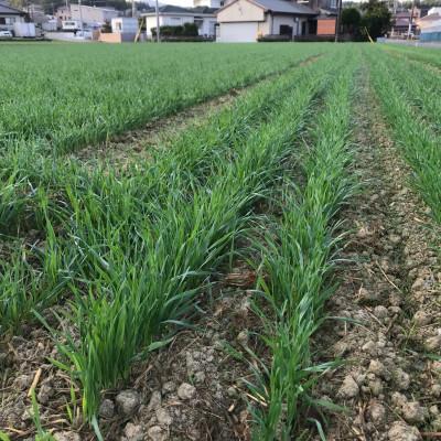 ふるさと納税 須恵町 【 無農薬栽培オーツヘイ 】(うさぎ用 ペットフード) 特選 70g×10袋 |  | 01