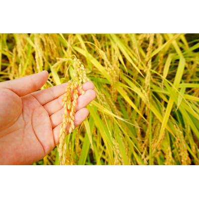 ふるさと納税 大田原市 【令和7年産】大田原産コシヒカリ 精米 5kg |  | 01