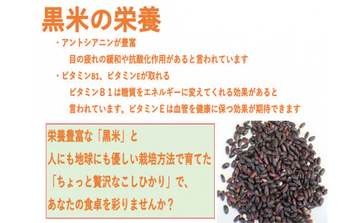 【新米受付・令和7年産米】NA4170 【新潟県岩船産】特別栽培米・ちょっと贅沢なこしひかり4kg＆古代米50ｇセット