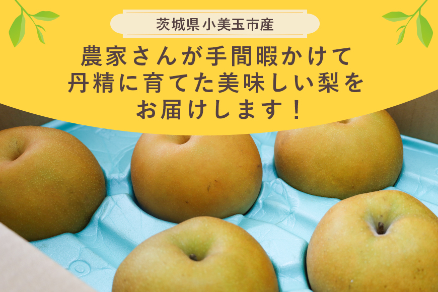 【数量限定 / 夏季限定】梨（豊水） 約5kg なし ナシ 日本梨 ほうすい ホウスイ 17-D 【8月下旬～9月上旬発送予定】