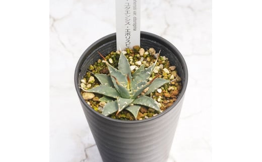アガベ・ユタエンシス「エボリスピナ」 3.5号鉢 四国ガーデン 人気 多肉植物 インテリア 観葉植物 グリーン リラックス｜B328