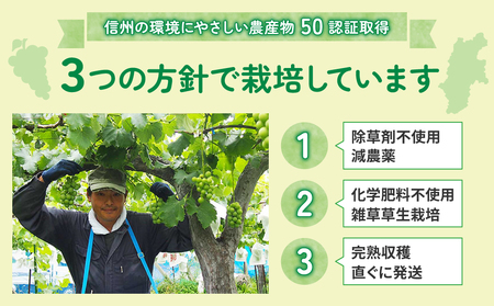【東御こもだ果樹園】冬ギフト・シャインマスカット２房 贈答化粧箱入（合計約800～900g）農薬節減長野県認証 | 長野県 長野 東御市 人気 ぶどう 贈答用 フルーツ 果物 おすすめ 厳選 種無し 
