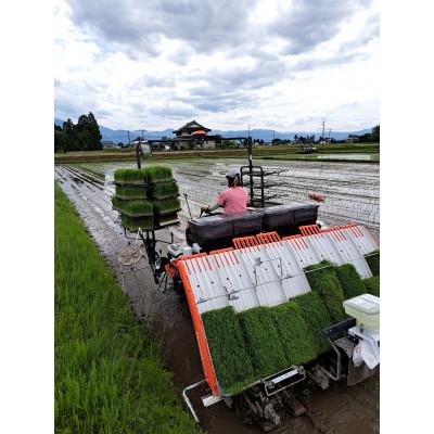 ふるさと納税 南砺市 【令和7年産】厳選　富山県産こしひかり　育(はぐくみ)白米2kg×2個セット《南砺の逸品》 |  | 02