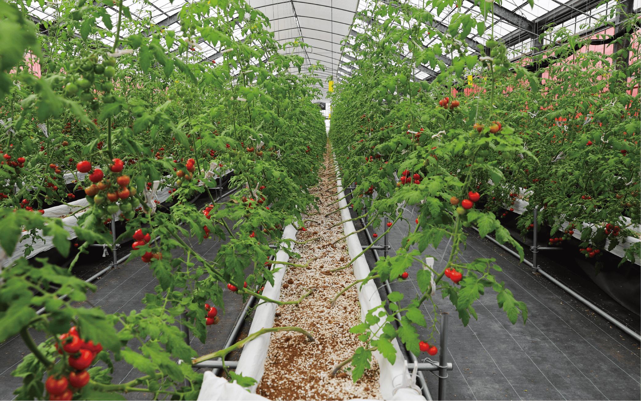 【2025年12月上旬～発送】【鹿児島県指宿市産】さくらんぼトマト 薩摩の恋心 35個入(シナジーブリーディング/010-373)トマト 美味しいトマト フルーツトマト サクランボ トマト ミニトマト