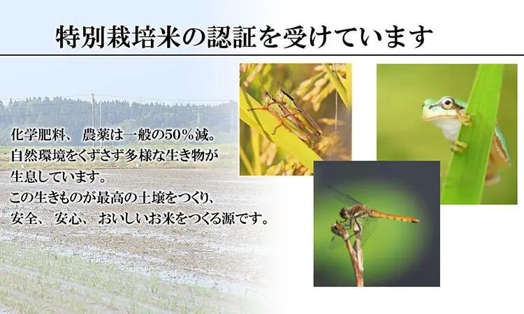 特別栽培米 つや姫 無洗米 10kg 【令和8年産新米早期予約特別企画】