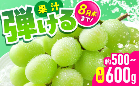 【2026年発送分 先行予約】【数量限定】シャインマスカット 1房（約500～700g）シャインマスカット　[AYCX002]