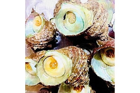 レンジでポン！丹後のサザエめし(190g×3個)