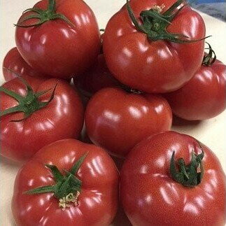 【ふるさと納税】【完熟とまとの新井園】桃太郎トマト 2kg[52210248] 野菜 　お届け：2月中旬より順次発送予定、注文後1か月以内予定