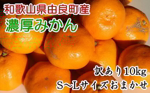 
            【訳あり・ご家庭用】和歌山由良町産のみかん約10kg　（サイズおまかせ）【tec878B】
          