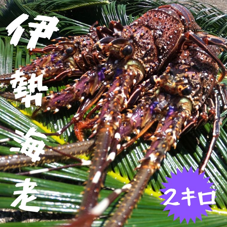 【ふるさと納税】富山さん家の「伊勢海老」約2kg