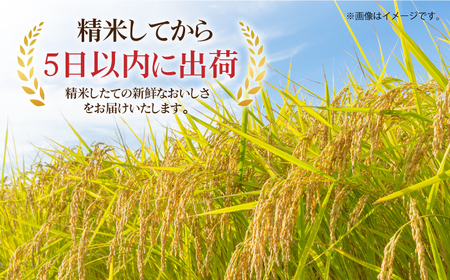 令和5年産 佐賀県産米 さがびより 計10kg（5kg×2袋）/ お米 米 こめ ご飯 精米 白米 / 佐賀県/株式会社森光商店[41ACBW001]