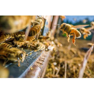 ふるさと納税 桑名市 九華はちみつ　福来花はちみつ　1kg　039-0016 |  | 03