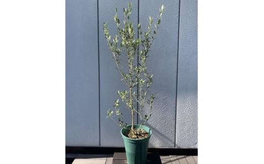 癒しの空間  オリーブの木 品種セントキャサリン 〈プラス樹〉