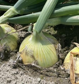 淡路島スイートオニオン　淡路島産新玉ねぎ　5kg　◆配送3月上旬-6月下旬頃