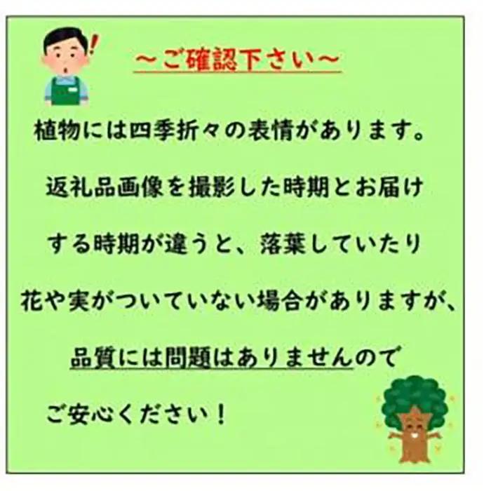 自宅で収穫 みかんの木 せとか 7号 オシャレな鉢カバー 果樹苗(ガーデニング用)
