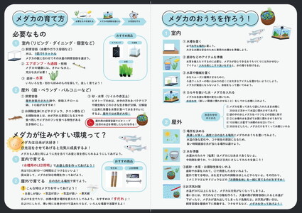 めだかさんミックス 計23匹（21匹＋死着保証2匹）（品種おまかせ） ｜ めだか メダカ 改良 飼育 生体 観賞魚 魚 ペット おまかせ ミックス ※2026年4月上旬～10月下旬頃に順次発送予定 ※