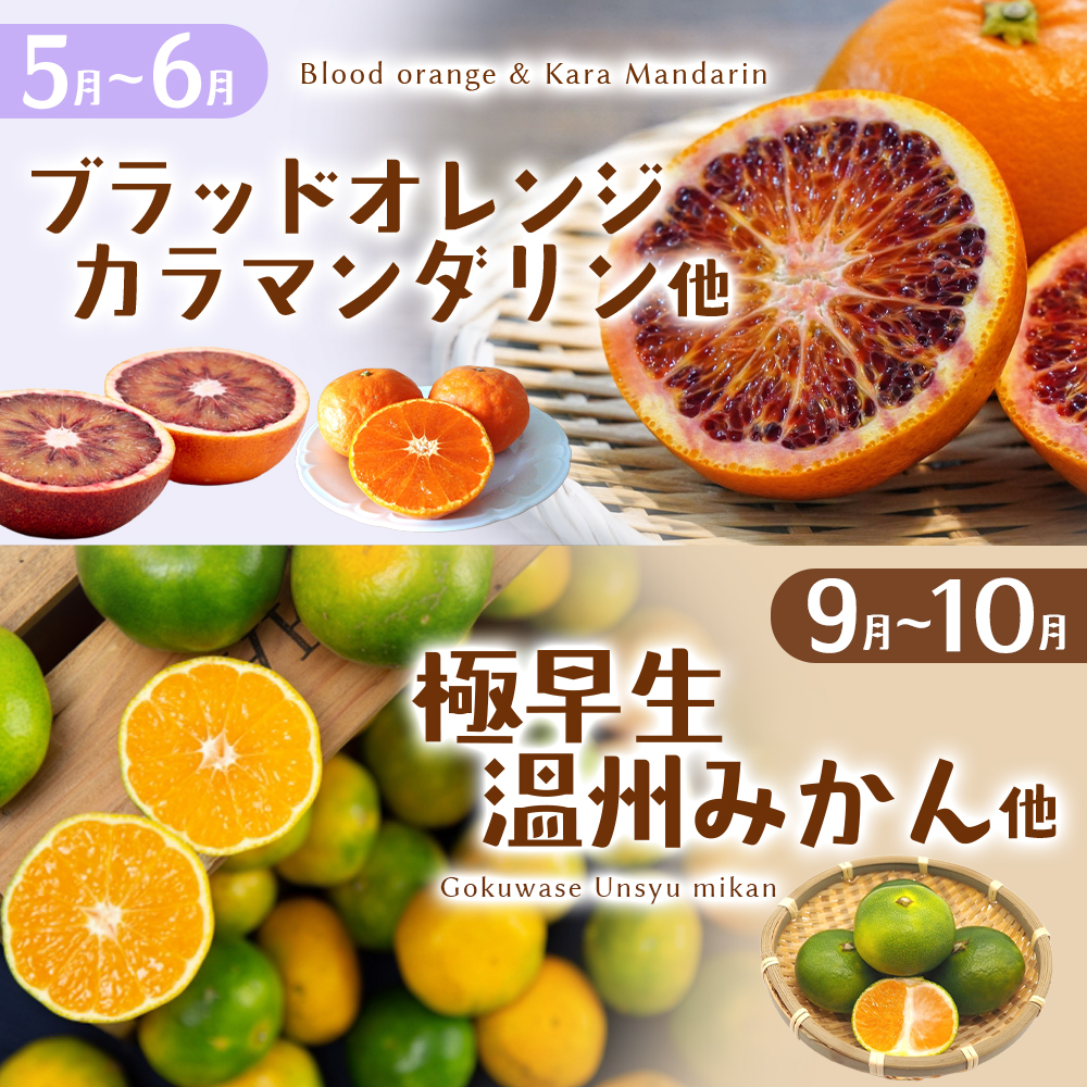 自然塾 季節の柑橘詰合せ 約3.5㎏ みかん ミカン 温州みかん フルーツ 果物 くだもの 柑橘 不知火 せとか 果物セット フルーツセット 甘い 濃厚 産地直送 数量限定 人気 国産 三重県 熊野市