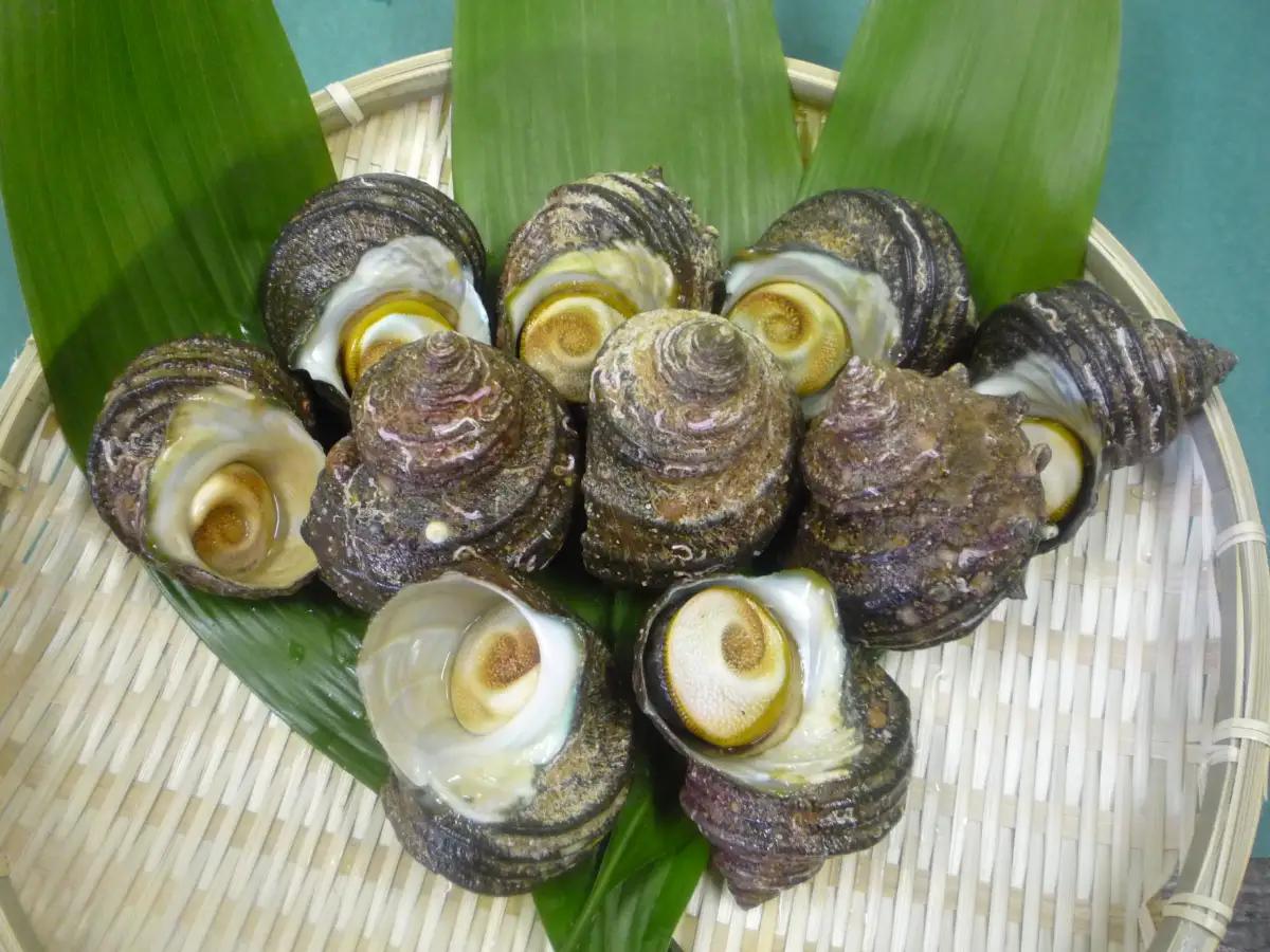 シーフードマイスター厳選　活きサザエ　約1.2kg【C26-9】【配送不可地域：離島・北海道・新潟県・沖縄県・東北】【1044330】 YWTAK008