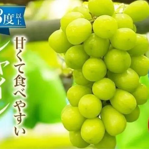 シャインマスカット ぶどう フルーツ シャインマスカット【1房 650g前後】【先行予約】