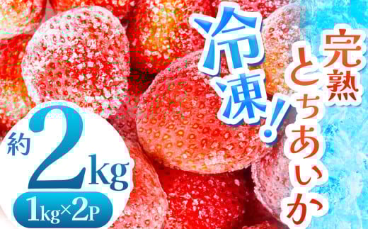【数量限定】 完熟！冷凍とちあいか 約2kg |  グラム数 選べる いちご とちあいか 冷凍 冷凍イチゴ スイーツ ジャム スムージー たっぷり 大粒 甘い 美味しい 果物 デザート 栃木県 真岡市 送料無料