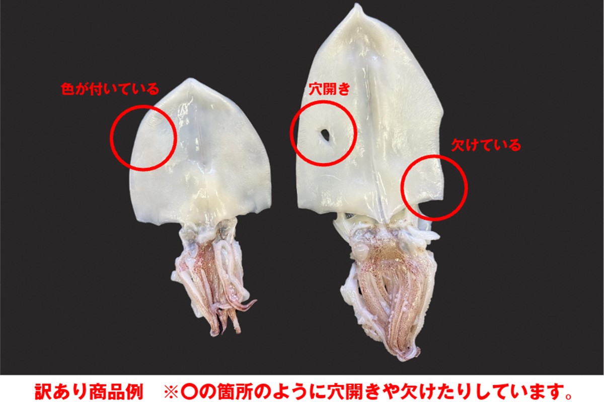 【訳アリ】白いか一夜干し　（７０ｇ～１５０ｇｘ6～１０枚） 訳アリ 小分け いか 白いか 個包装 一夜干し 産地直送 おつまみ 【1961】