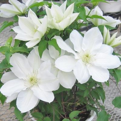 ふるさと納税 北茨城市 【長谷川園芸】国際園芸博覧会最高賞受賞クレマチス「北浜」 5寸 ※5/1〜5/7発送 |  | 01