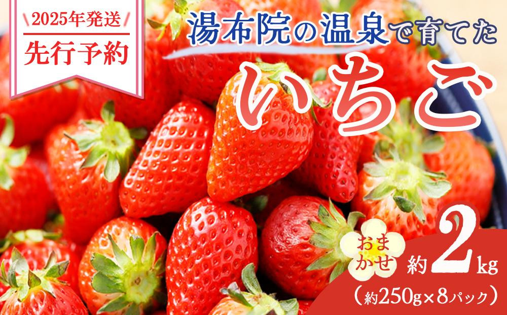 
            【2025年発送】湯布院の温泉で育てたいちご おまかせ約2kg（約250g×8パック） ｜ いちご 果物 フルーツ 旬フルーツ 苺 いちご イチゴ 人気 さがほのか ベリーツ 由布市 いちご ED03
          