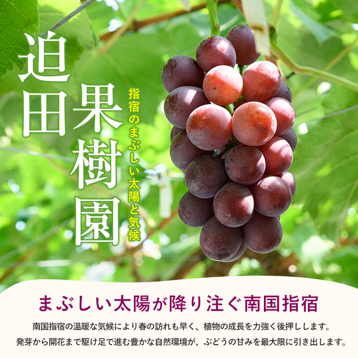 【2026年7月上旬～発送】迫田果樹園のぶどう 指宿産ぶどうのおまかせミックスセット約1.5kg(迫田果樹園/IB064-002) ブドウ 葡萄 果物 フルーツ 果実 果樹園 食べ比べ 食べくらべ 詰