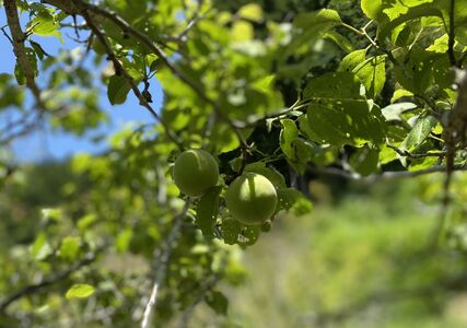 国産【小粒梅干し】(天日干し・減塩・無添加)【配送不可地域：離島】【1307140】