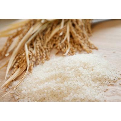 ふるさと納税 阿賀野市 【令和7年産】新潟産 新之助 10kg(5kg×2袋) |  | 01